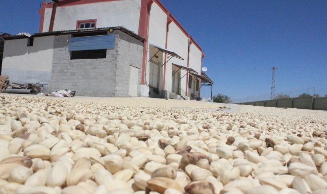 Fıstıklar ayıklanmaya başlandı