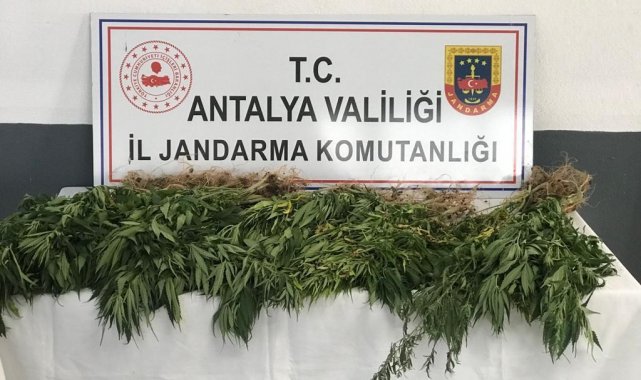 Gazipaşa&#039;da 50 kök kenevir ele geçirildi: 1 gözaltı
