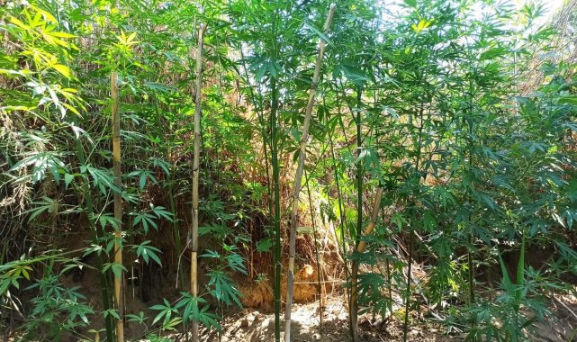 Gediz Nehri kenarında 40 kök kenevir ele geçirildi