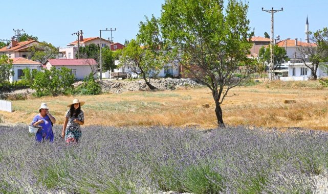 Gelibolu Tarihi Yarım Adası lavantalarla bezendi