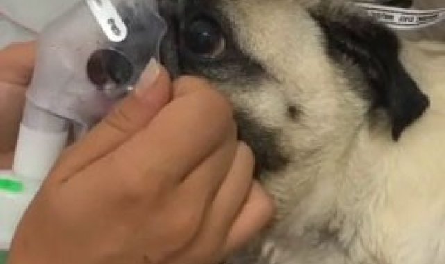 Hastanede hava verilen yavru köpek kurtarılamadı