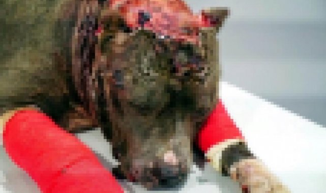 Hayvanlara işkence yapanlara ceza yağdı