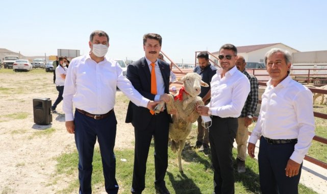 Hibe destekli damızlık koçlar törenle teslim edildi