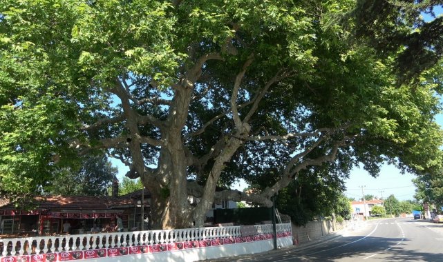 İki imparatorluk battı, o çınar ağacı hala dimdik ayakta