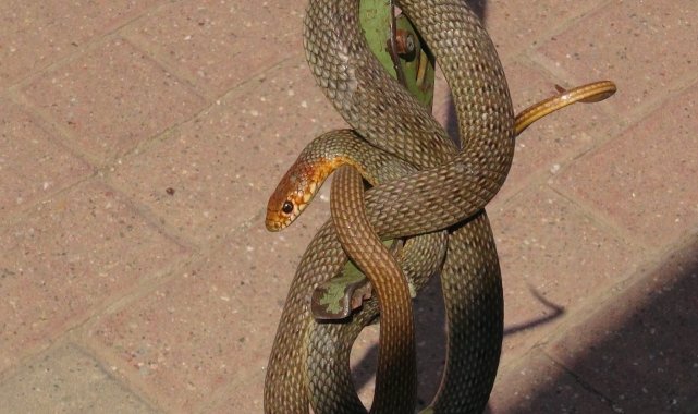 İş yeri sahibi deprem oluyor zannetti, gördüğü manzara dehşete düşürdü