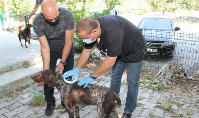 Isparta'da 36 sahipli köpek kimliklendirildi