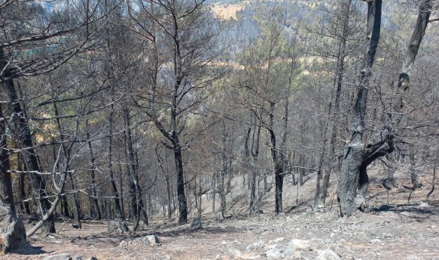İtfaiye ekipleri kaplumbağayı yanmaktan son anda kurtardı