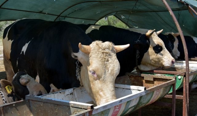 İzmir'de kurban kesim fiyatları belli oldu