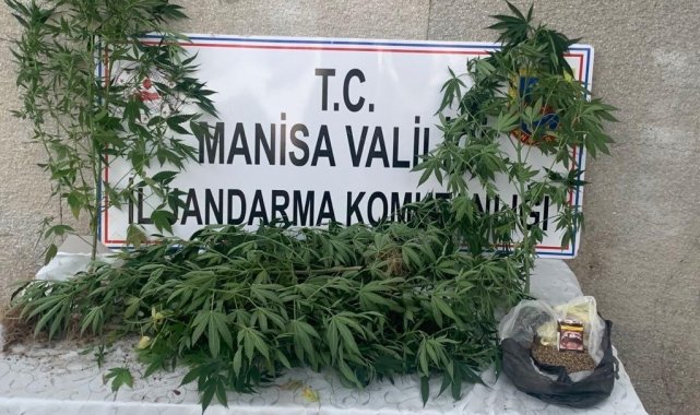 Jandarmadan kenevir operasyonu