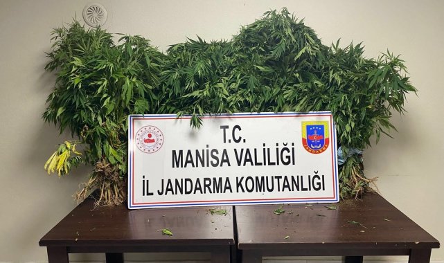 JASAT drone destekli operasyonda 682 kök kenevir ele geçirdi