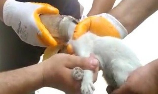 Kafası cam kavanoza sıkışan kediyi itfaiye kurtardı