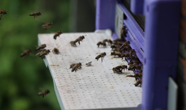 Kafkas ana arıları ilçedeki bal üretimini 3'e katladı