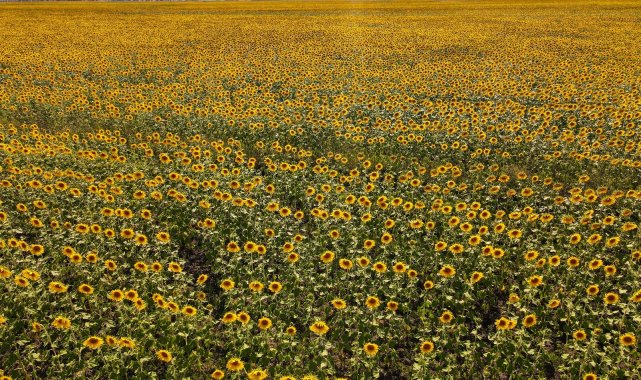 Kahramanmaraş&#039;ta ayçiçeği tarlalarında görsel şölen