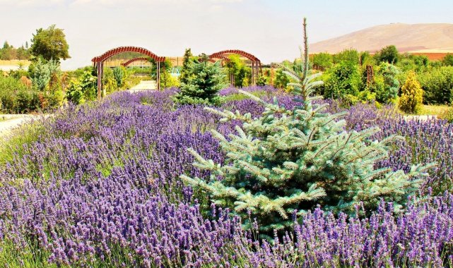 Kahramanmaraş'ta lavantalar görsel şölen sunuyor