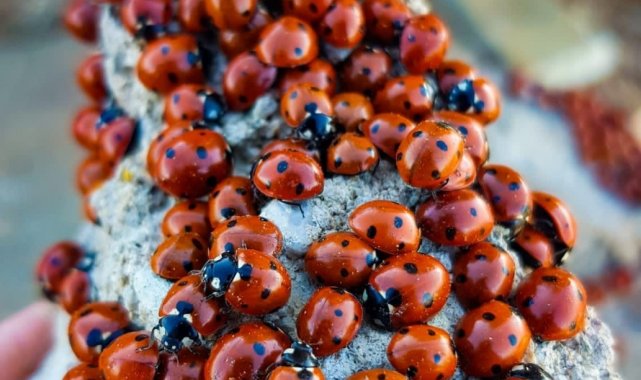 Kahramanmaraş&#039;ta uğur böcekleri görsel şölen sunuyor