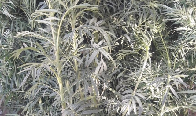 Kamu arazisinde kenevir yetiştirirken suçüstü yakalandı