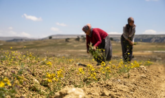 Kantaron fideleri ilk çiçeklerini açtı