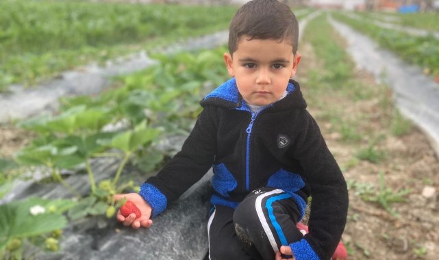 Kastamonu'da çilek hasadı başladı