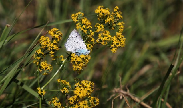 Kelebek gözlemcisi ve fotoğraf sanatçısı Yalçın: &quot;Gümüşhane&#039;de kelebek popülasyonu yok oluşun eşiğinde&quot;