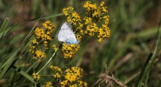 Kelebek gözlemcisi ve fotoğraf sanatçısı Yalçın: "Gümüşhane'de kelebek popülasyonu yok oluşun eşiğinde"