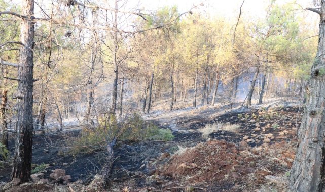 Kilis'e Gaziantep'ten 70 bin fidan desteği