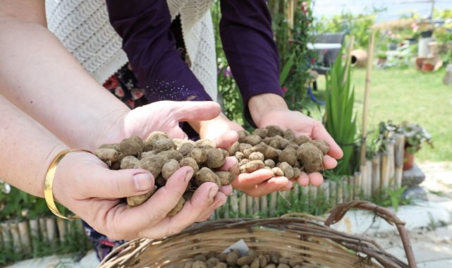 Kilogramı 750 TL'yi bulan salep Buca'da üretilecek