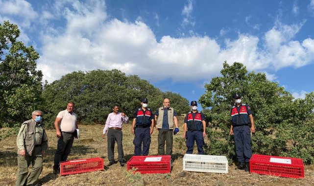 Kırıkkale&#039;de 250 kınalı keklik doğaya salındı