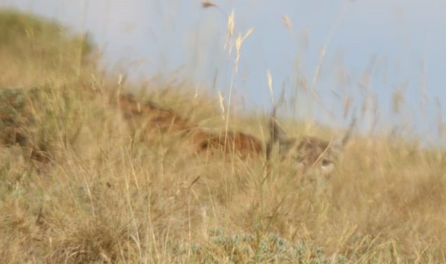 Kırmızı listedeki vaşak, sincap avında görüntülendi