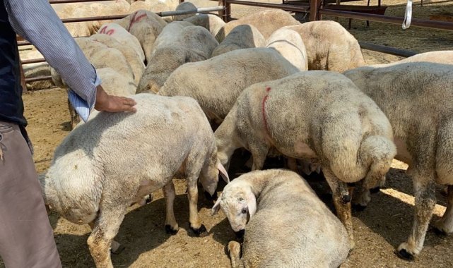 Kırşehir&#039;de kurbanlık için sıkı pazarlık