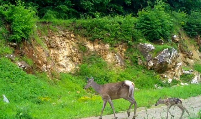 Kızıl geyikler fotokapana böyle yakalandı