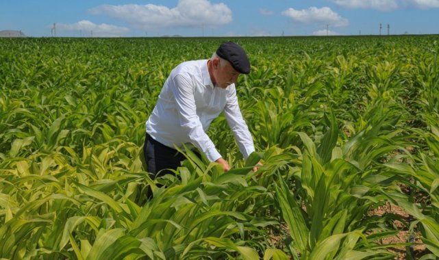 Konya ovasında pancar üretimi artıyor