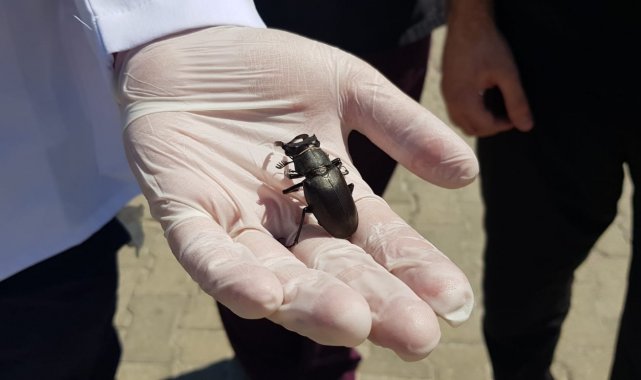 Koruma altındaki geyik böceği Manisa'da görüldü