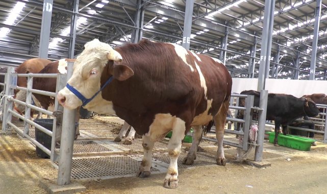 Kurban pazarında son gün yoğunluğu