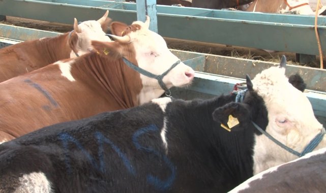 Kurban pazarında yaprak kıpırdamıyor