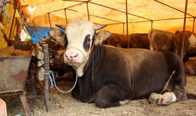 Kurban pazarında yüzler gülüyor