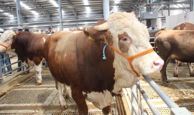 Kurban pazarlarında pazarlıkta el sıkışma geri döndü