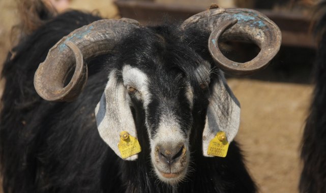 Kurbanlar pahalı olunca elde kaldı