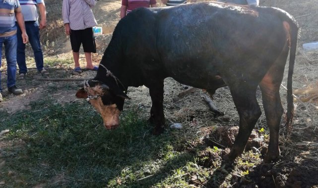 Kurbanlık dana kuyuya düştü