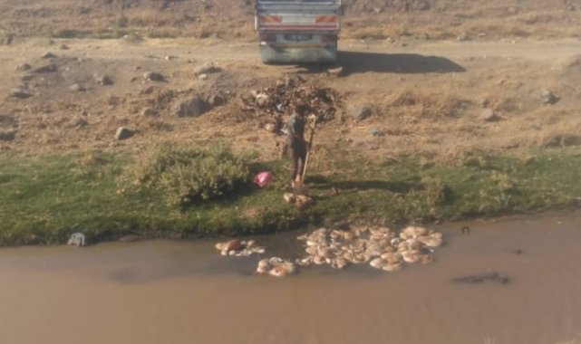 Kurbanlık hayvanların atıklarını akarsuya attılar