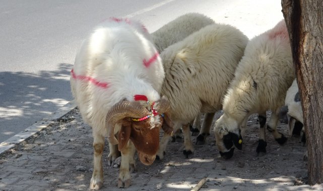 Kurbanlık ile ilgili uzmanlardan uyarı
