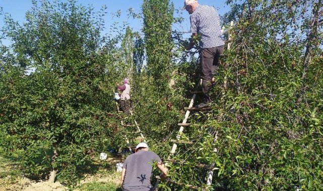 Kütahya'da vişne sezonu