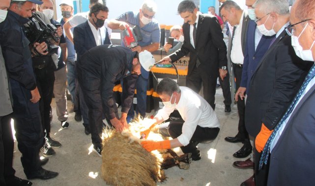 Malatya Valisi Baruş, koyun kırktı