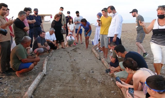 Manavgat'ta sezonun ilk Caretta Caretta yavruları denizle buluştu