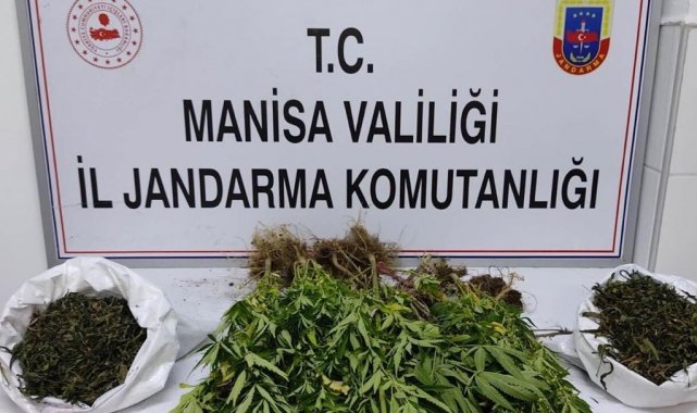 Manisa'da kenevir ve kubar esrar operasyonu