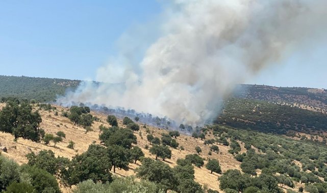 Manisa'da makilik alanda yangın