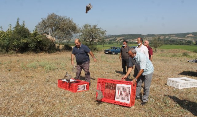 Manyas&#039;ta Kınalı keklikler doğaya salındı