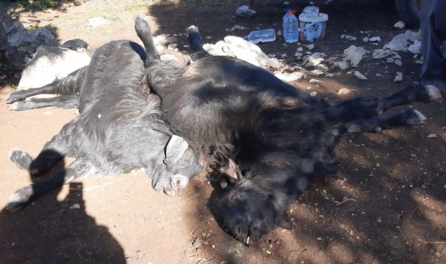 Mersin&#039;de 45 kurbanlık hayvan telef oldu