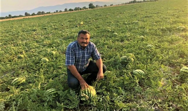Meşhur Dodurga karpuzunda hasat başladı