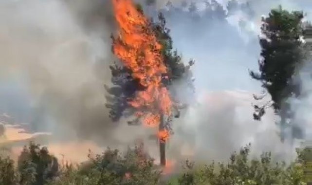 Milas'ta orman yangını çıktı