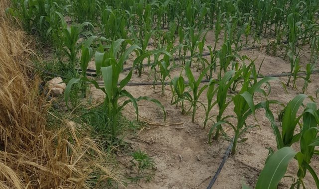 Mısır tarlasına ekilen Hint keneviri drone sayesinde ele geçirildi